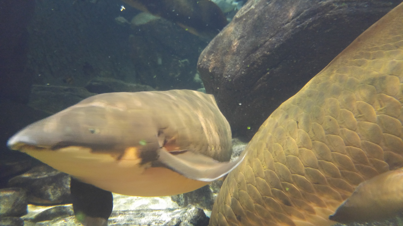 Illustration for article titled National Aquarium Photodump
